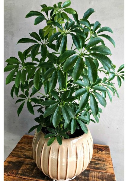 Yeşil Şeflera - 20-40 cm - Beş Parmak Bitkisi - Schefflera Arboricola - İç Mekan Bitkisi
