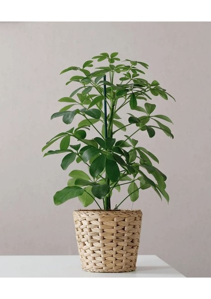 Yeşil Şeflera - 20-40 cm - Beş Parmak Bitkisi - Schefflera Arboricola - İç Mekan Bitkisi