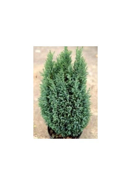 Mavi Elwoodi Çamı Fidanı 30-40 cm fiyatları