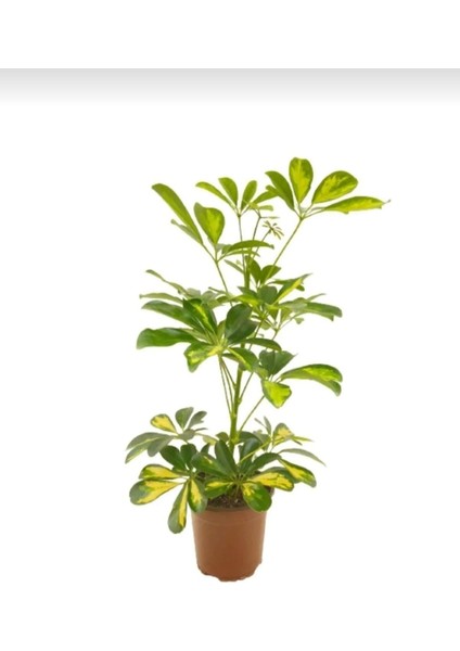 Alacalı Şeflera - 20-40 cm - Beş Parmak Bitkisi - Schefflera Gold Capella - İç Mekan Bitkileri