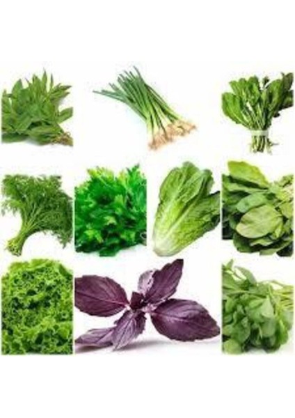 1000 Adet Muhteşem Yeşillik Tohumu Paketi-10 Farklı Çeşit