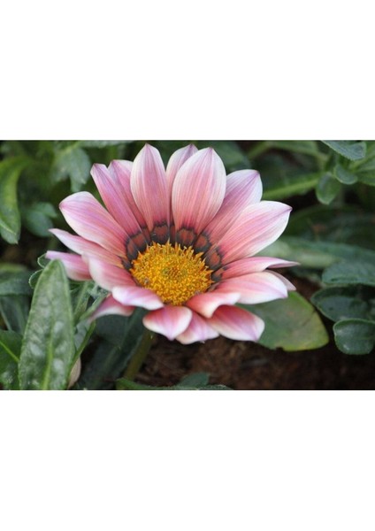 10 Adet Pink White Gazania Tohumu