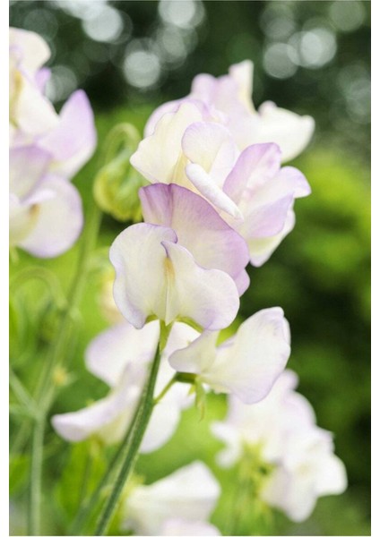 10 Adet Organic Sweet Pea High Scent Tohumu fiyatları