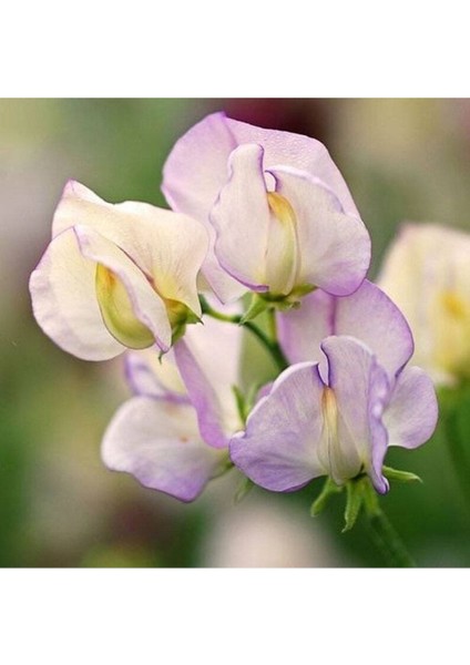 10 Adet Organic Sweet Pea High Scent Tohumu modelleri