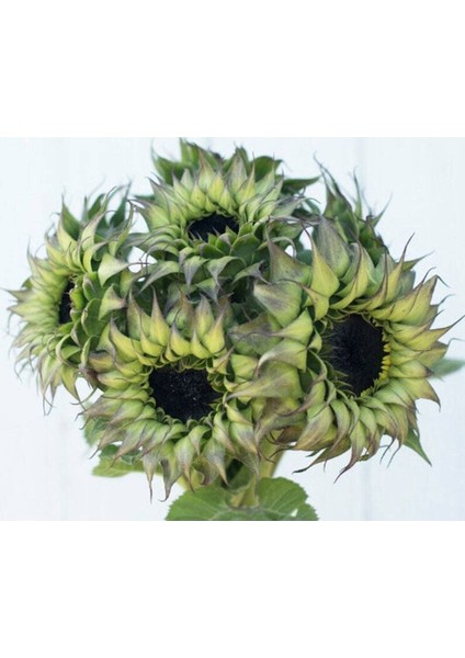 10 Adet Sunflower Sun-Fill Purple Tohumu fırsatları