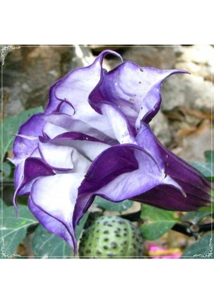 5 Adet Multilayer Purple Datura Brugmansia Tohumu