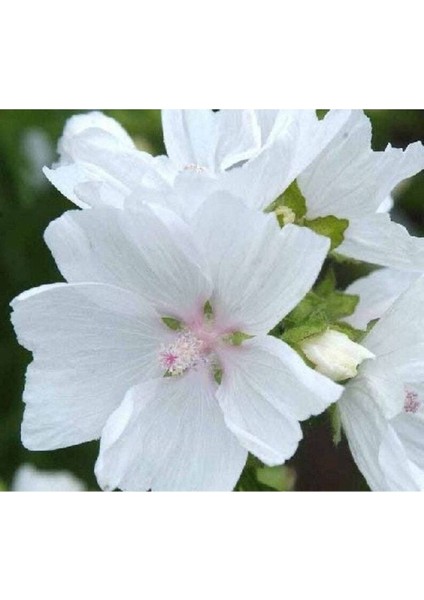 5 Adet Hollyhock (Malva Moschata White) Tohumu modelleri