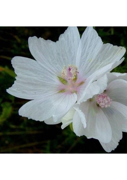 5 Adet Hollyhock (Malva Moschata White) Tohumu fırsatları