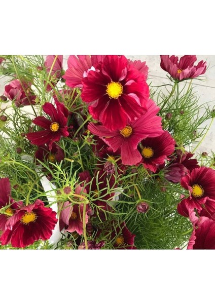 10 Adet Rubenza Cosmos Tohumu modelleri