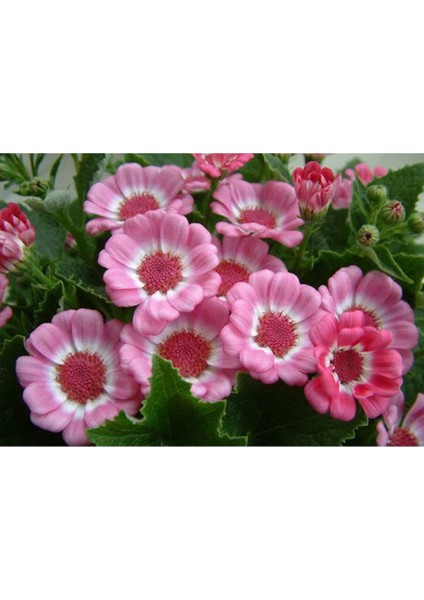 20 Adet Cineraria Mix Color Flower Tohumu