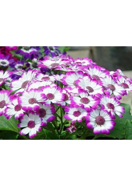 20 Adet Cineraria Mix Color Flower Tohumu fiyatları