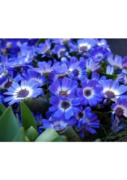 20 Adet Cineraria Mix Color Flower Tohumu modelleri