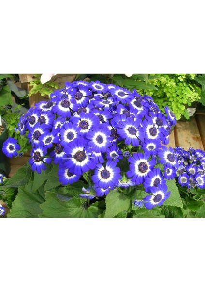 20 Adet Cineraria Mix Color Flower Tohumu fırsatları