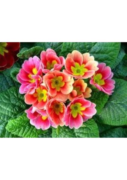 Açık Pembe Çuha Çiçeği Tohumu 10 15 Adet