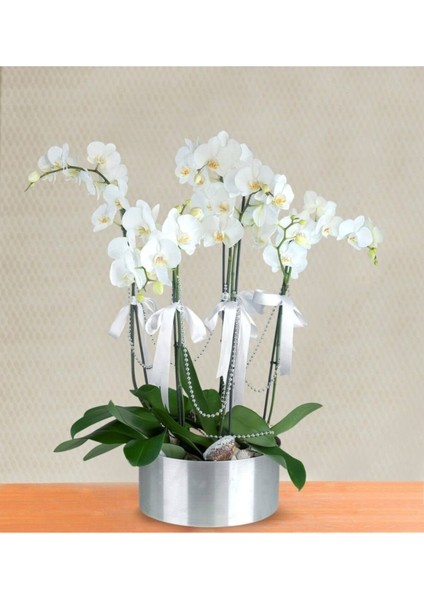 20 Adet Beyaz Orkide Tohumu