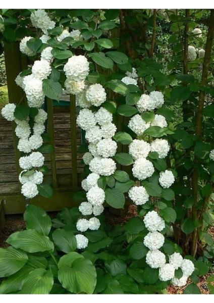 10 15 Adet Sarmaşık Snowball-Kartopu Çiçek Tohumu Beyaz