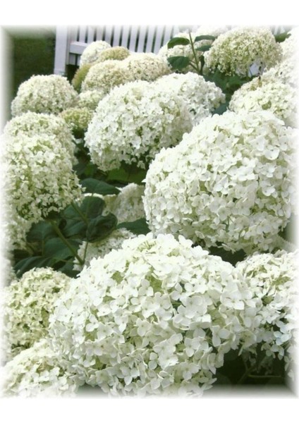 Inci Beyazı Ortanca Çiçeği Tohumu-10 15 Adet