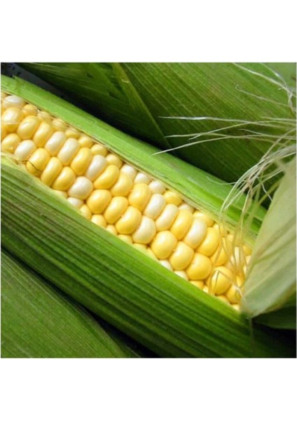 Haşlamalık Süt Mısır Tohumu 15 Adet Tohum fiyatları