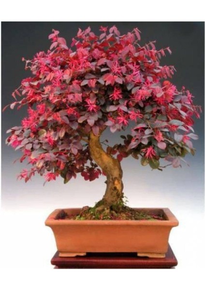 Centrum Nitra Ağacı Bonsai Tohumu