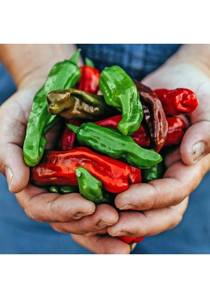 Pepperoncini Acı Biber Tohumu Geleneksel Italyan