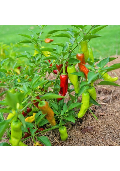 Pepperoncini Acı Biber Tohumu Geleneksel Italyan