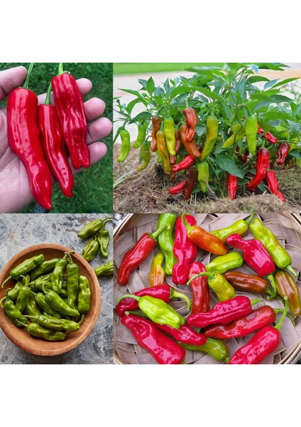 Pepperoncini Acı Biber Tohumu Geleneksel Italyan