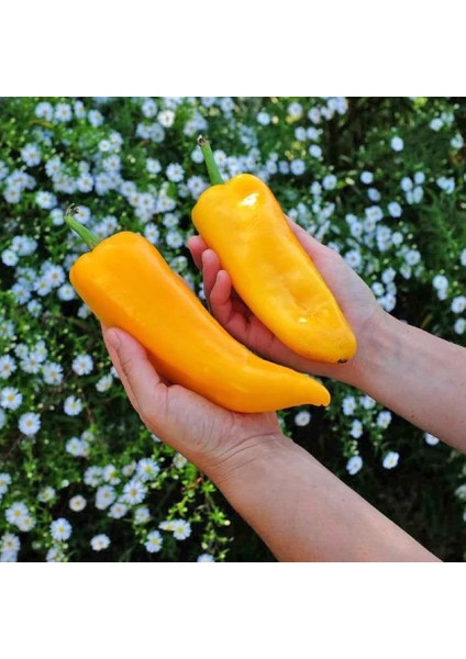 Kapya Biber Tohumu Italyan Sarı Corno Di Toro Giallo indirimleri