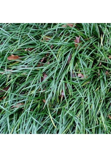 Osmanlı Çimi - Ophiopogon Japonicus - 50 Adet modelleri