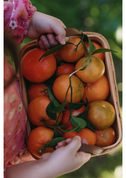 Klementin Mandalina 10 kg