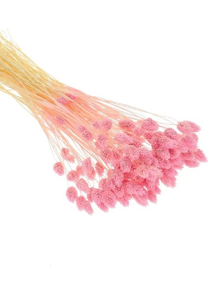 Pmebe Renk Kuş Otu Kutulumuş Ot 50-60DAL (30-35CM) Pink Phalaris