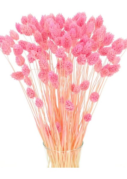 Pmebe Renk Kuş Otu Kutulumuş Ot 50-60DAL (30-35CM) Pink Phalaris