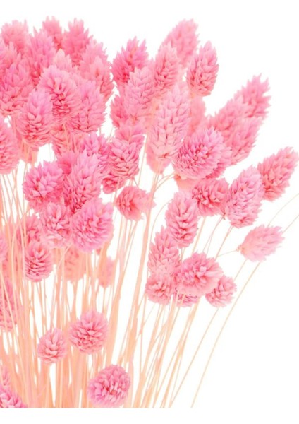 Pmebe Renk Kuş Otu Kutulumuş Ot 50-60DAL (30-35CM) Pink Phalaris