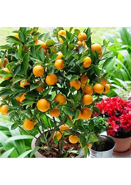 Çok Verimli 3 Yaş Tüplü Fukushi (Mandalina) Kamkat Yaş 3 Boy 120-150 cm