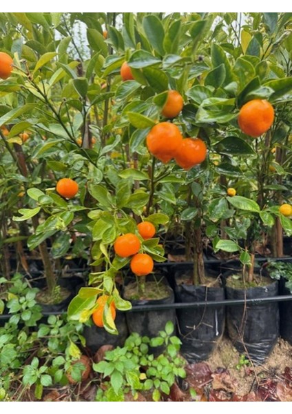 Çok Verimli 3 Yaş Tüplü Fukushi (Mandalina) Kamkat Yaş 3 Boy 120-150 cm fiyatları