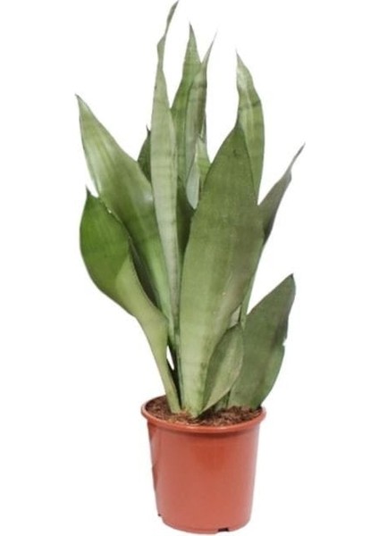 Ay Işığı Paşa Kılıcı - 60-80 cm - Sansevieria (Sanseverya) Moonshine - Çok Köklü - Uzayan