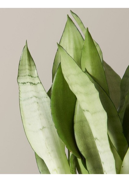 Ay Işığı Paşa Kılıcı - 60-80 cm - Sansevieria (Sanseverya) Moonshine - Çok Köklü - Uzayan