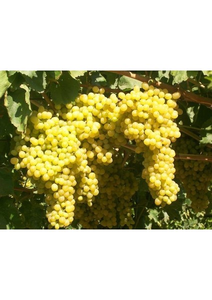 Tüplü Fidan Sultani Çekirdeksiz Üzüm Fidanı