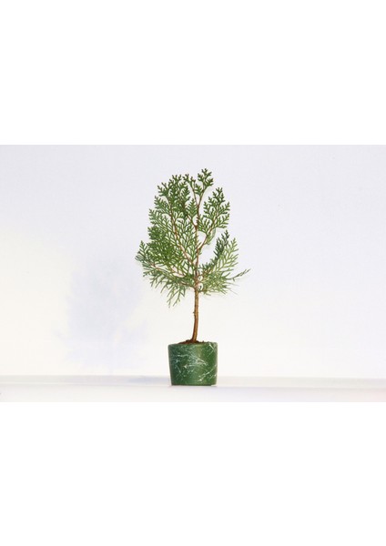 Bonsai Thuja Orientalis 2 Adet - Hediyelik Bonsai (Yeşil Saksı)