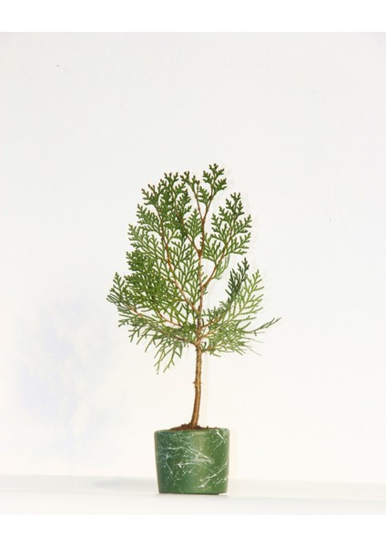Bonsai Thuja Orientalis 2 Adet - Hediyelik Bonsai (Yeşil Saksı)