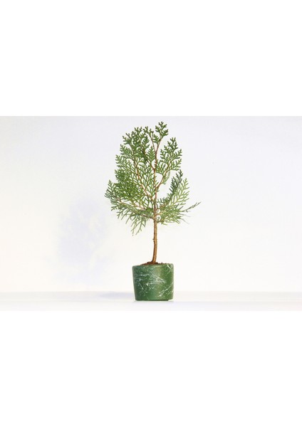 Bonsai Thuja Orientalis 2 Adet - Hediyelik Bonsai (Yeşil Saksı)
