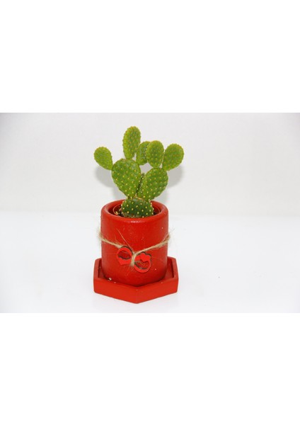 Opuntia Kaktüs Kırmızı - Yılbaşı Bitkisi Hediyelik