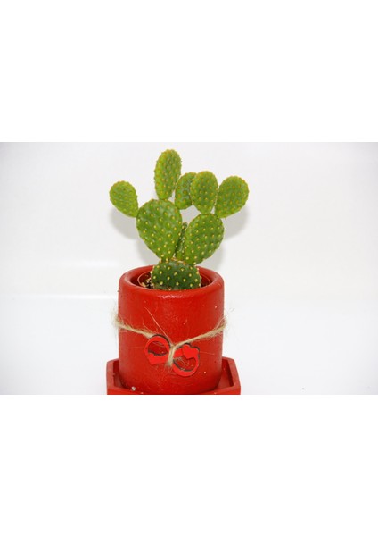 Opuntia Kaktüs Kırmızı - Yılbaşı Bitkisi Hediyelik
