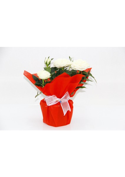 Beyaz Mini Gül - Hediyelik Yılbaşı Çiçeği