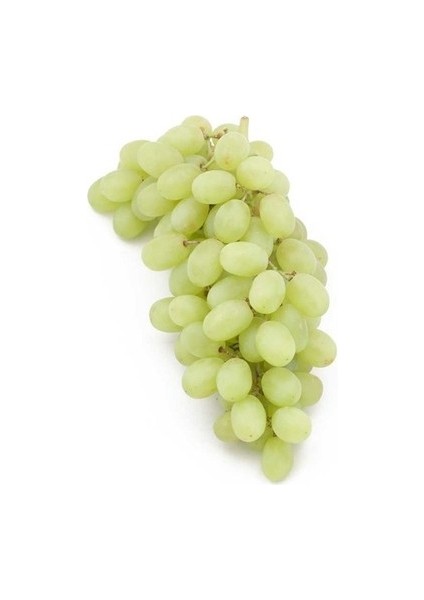 1 Adet Süperiör Seedles Üzüm Fidanı Açık Köktür 40 50 cm 2 Yaş