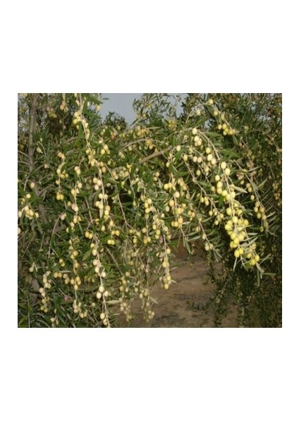 Arbeguina Zeytin Fidanı 50 60 cm Boy 1,5 Yaş
