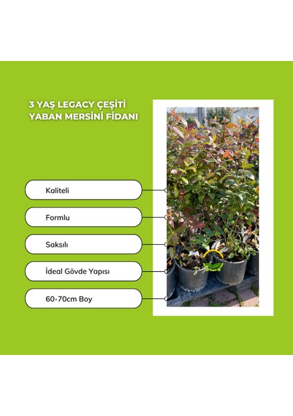 3 Yaş Legacy Çeşiti Yaban Mersini Fidanı