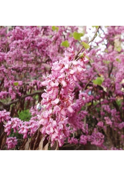 2 Yaş Erguvan Fidanı 'cercis Siliquastrum'