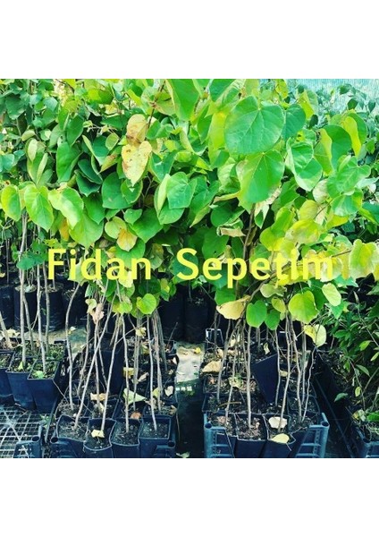 2 Yaş Erguvan Fidanı 'cercis Siliquastrum' fiyatları