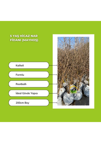 5 Yaş Hicaz Nar Fidanı (Mayhoş) fiyatları