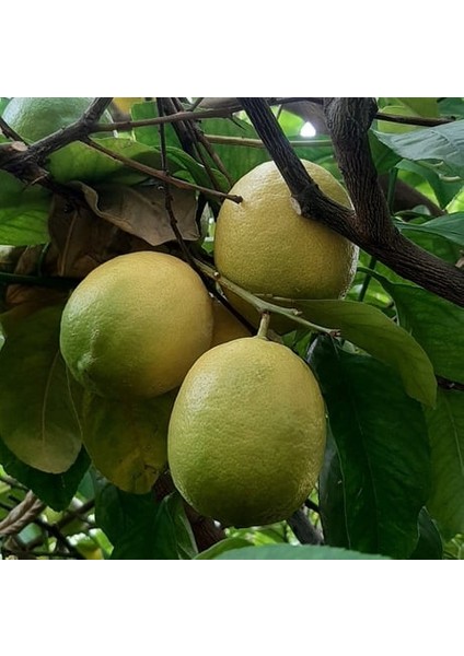 Avokado & Limon Paketi